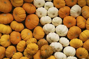 Orange Pumpkins Drucke: Orange and white pumpkins