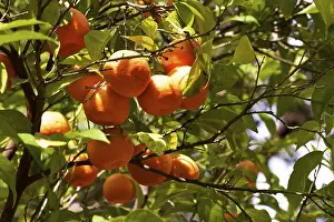 Orange Fruit Nutrition Drucke: Oranges (Citrus x sinensis) on tree