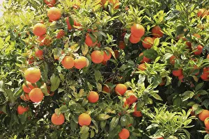 Sicily Italy Drucke: Oranges hanging on a tree, orange tree