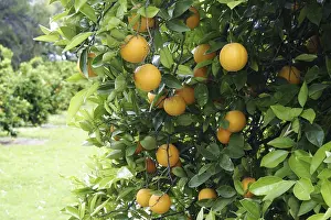 Citrus Fruit Drucke: Oranges on a orange tree
