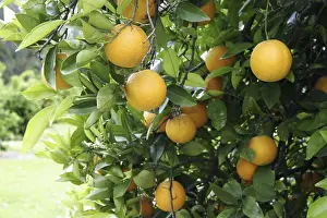 Citrus Fruit Drucke: Oranges on a orange tree