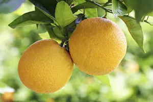 Citrus Fruit Drucke: Oranges on a orange tree