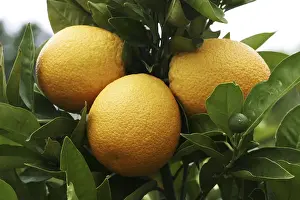 Open Air Photos Drucke: Oranges on a orange tree