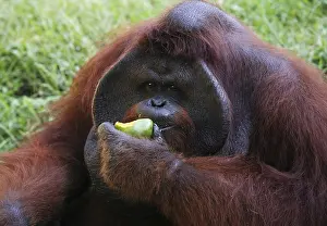 Great Ape Portrait Drucke: The orangutan close-up eats a mango