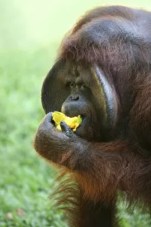 Indonesian Food Culture Drucke: The orangutan eats a mango