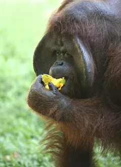 Wildlife Food Photography Drucke: The orangutan eats a mango