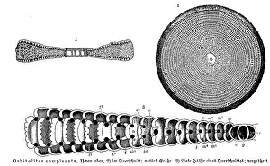 Historic Wildlife Representation Drucke: Orbitolites complanata, Historic