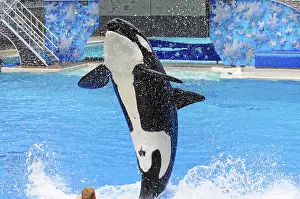 Drucke von Orca springt hoch in einem Becken vor Zuschauern während eines Shows, Verkleidete Orcas (Orcinus orca), Shamu-Stadion, SeaWorld, San Diego, Kalifornien, USA Killerwal Drucke: Orca springt hoch in einem Becken vor Zuschauern während eines Shows.