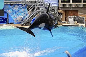 Seaworld San Diego Drucke: Orca leaps dramatically through the air during an aquatic show