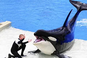 Seaworld San Diego Drucke: Orca with open mouth interacting with a trainer during a show