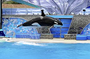 Killer Whale Jump Drucke: Orca (Orcinus orca), dynamically jumping out of the water during a show