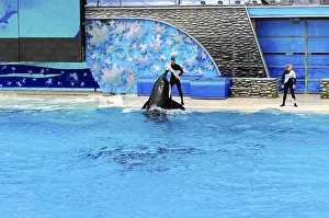 Seaworld San Diego Drucke: Orca (Orcinus orca) interacting with two trainers at the edge of the pool