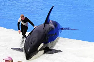 Killer Whale Drucke: An orca (Orcinus orca), lying on a slippery surface at the edge of the pool next to a trainer