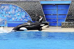 Seaworld San Diego Drucke: An orca (Orcinus orca), performing a trick during a show