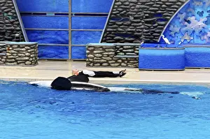 Marine Mammal Interaction Drucke: Orca (Orcinus orca), and trainer interacting at the edge of the pool