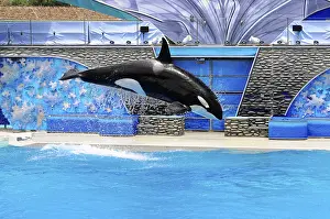 Marine Mammal Photography Drucke: An orca performs a leap over water in a blue pool