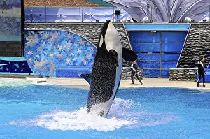 USA Tourist Attraction Drucke: An orca performs a stunt and jumps out of the water during a show