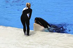 Wild Animal Encounter Drucke: An orca in the pool interacts with a trainer at the surface