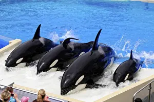 Seaworld San Diego Drucke: Four orcas cause waves at the edge of a pool during a show