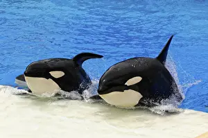 Drucke von Orkas aus dem Wasser während eines beeindruckenden Shows, Publikum applaudiert, Verkleidete Orkas (Orcinus orca), Shamu-Stadion, SeaWorld, San Diego, Kalifornien, USA Killerwal Drucke: Wale aus dem Wasser während eines beeindruckenden Shows.