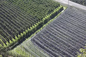 Agricultural Crops In Italy Drucke: Orchard