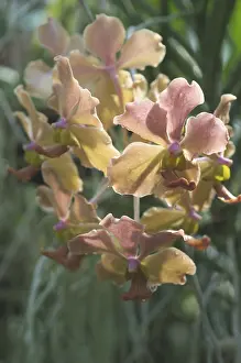 Macro Orchid Photography Drucke: Orchid