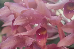 Macro Photography Details Drucke: Orchid