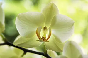 Ornamental Flowering Plants Drucke: Orchid, detail
