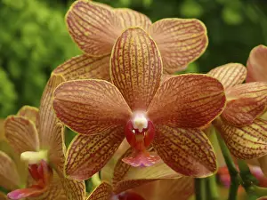Ornamental Plant Drucke: Orchid