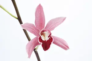 Pink Background Flowers Drucke: Orchid of the class Cymbidium