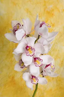 Orchidaceae Family Drucke: Orchid (Orchideae)