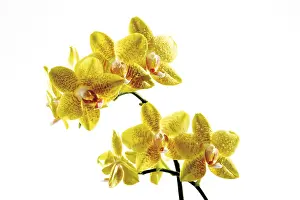 Open Air Blooms Drucke: Orchids