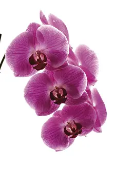 Lilac Blossom Drucke: Orchids