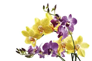 Plant Life Nature Drucke: Orchids