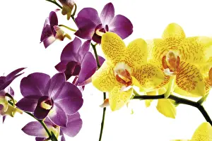 Orchid Flowers Drucke: Orchids