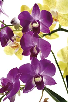 Orchid Flowers Drucke: Orchids