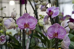 Deserted Orchids Drucke: Orchids