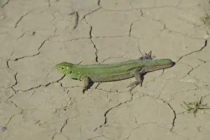 Lacertiden Drucke: Ein gewöhnlicher schneller grüner Eidechse.