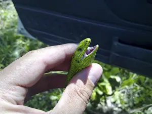 Lacertiden Drucke: Ein gewöhnlicher schneller grüner Eidechse.
