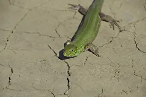 Lacertiden Drucke: Ein gewöhnlicher schneller grüner Eidechse.