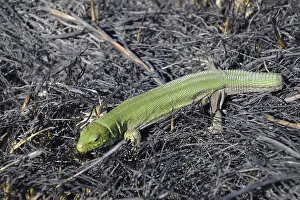 Lacertiden Drucke: Ein gewöhnlicher schneller grüner Echsenwurm