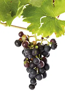 Studio Shot Of Grapes Drucke: Organic grape vine