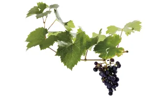 Fresh Organic Fruit Drucke: Organic grapevine