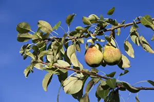 Deciduous Fruit Trees Drucke: Organic pears on the tree