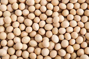 Legume Photography Drucke: Organic soybeans background, non-genetic modified