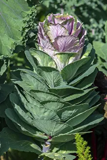 Central Europe Vegetables Drucke: Ornamental cabbage (Acephala group)