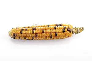 Cut Vegetable Photography Drucke: Ornamental corn