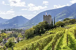 Wine Growing Region Europe Drucke: Former keep of Ortenstein Castle
