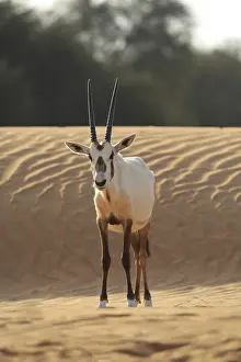 Drucke von Ein Oryx steht dem Kameraperspektiv gegenüber auf einer Sanddüne, umgeben von spärlicher Vegetation und Wüsten-Sand, ein arabischer Oryx (Oryx leucoryx) in der Wüste, Dubai Arabische Oryxantilope Drucke: Ein Oryx steht dem Kamerawinkel gegenüber auf einer Sanddüne.
