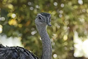 Natural Environments For Birds Drucke: Ostrich